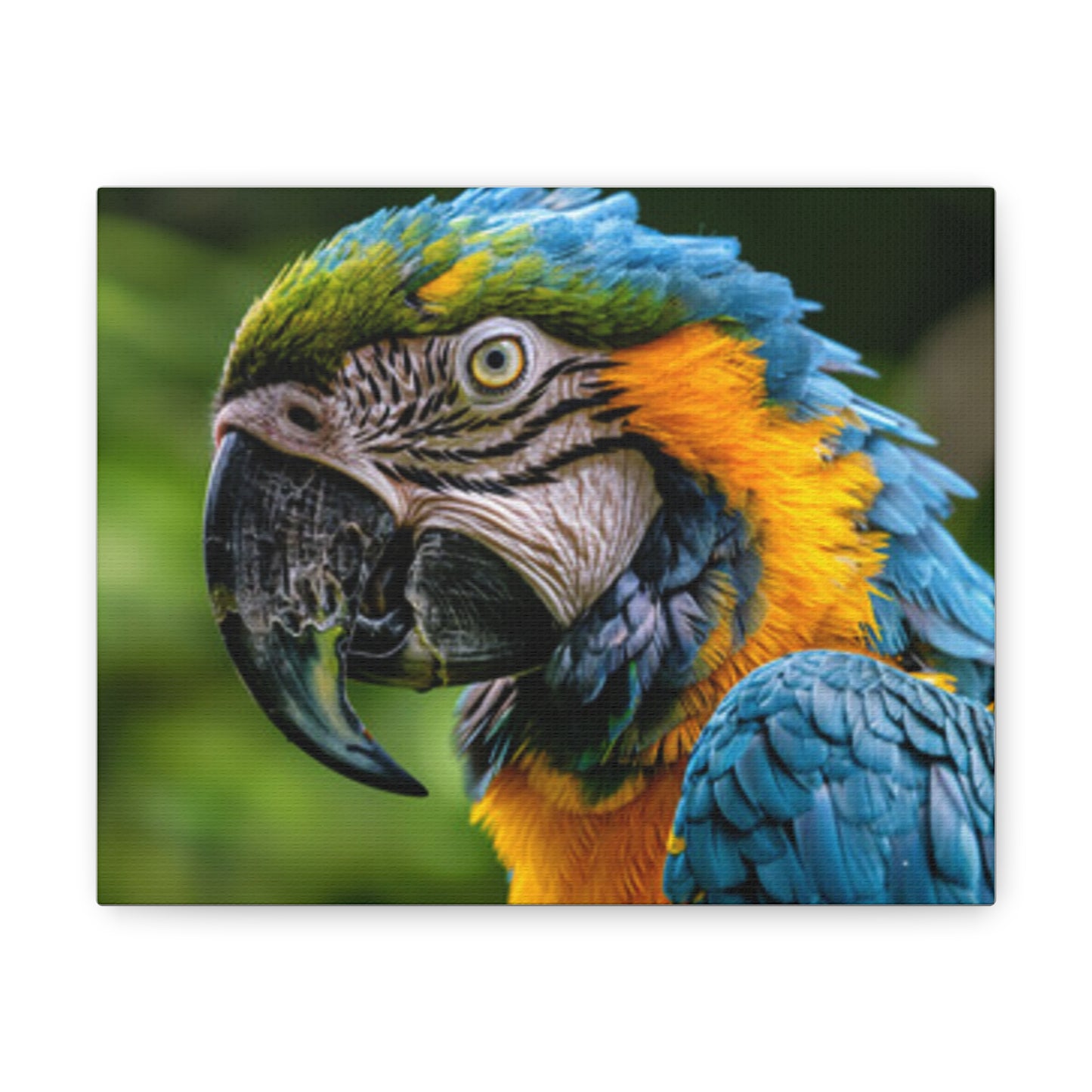 Vibrant Blue Macaw Canvas Gallery Wraps - Stunning Wall Art for Nature Lovers